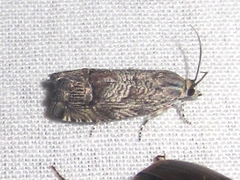 Ofatulena duodecemstriata