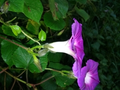 Ipomoea orizabensis orizabensis
