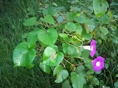 Ipomoea orizabensis orizabensis