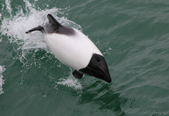 Commerson's Dolphin photo 2