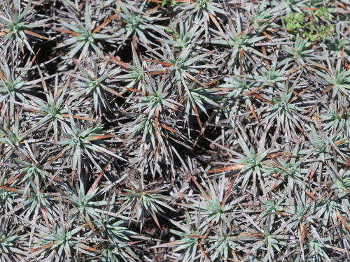 Acantholimon aegaeum (Acantholimon aegaeum)