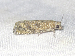 Pelochrista comatulana