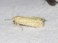 Pelochrista comatulana