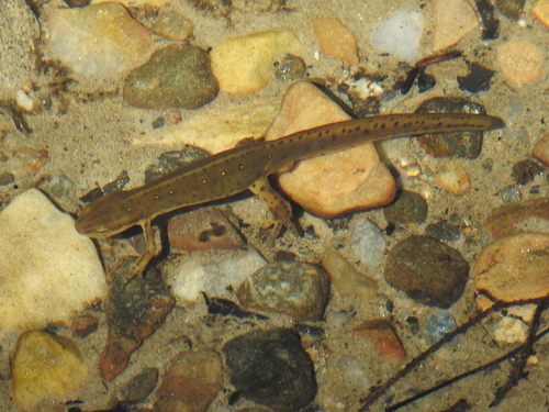Eastern Newt, photo 7 of 10