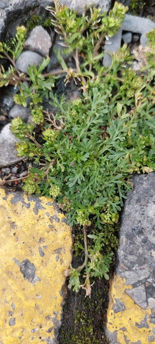 Image of Lepidium bipinnatifidum by (c) Juan Carlos Caicedo Hernández, some rights reserved (CC BY)