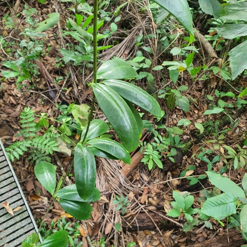 Alyxia reinwardtii (Alyxia reinwardtii)