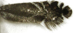 Glyphipterix simpliciella
