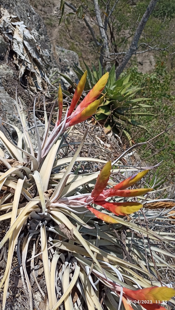 Tillandsia lenca