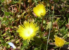 Apatesieae