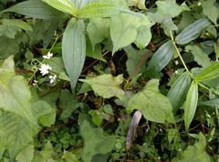 Persicaria biconvexa