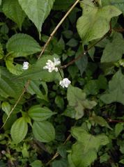 Persicaria biconvexa