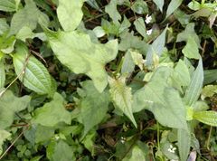 Persicaria biconvexa