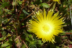 Apatesieae
