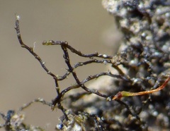 Cephaloziella