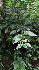 Strobilanthes flexicaulis