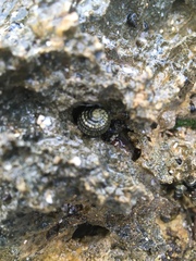 Nerita tessellata