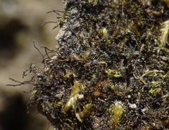 Cephaloziella