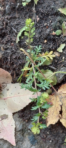Image of Lepidium bipinnatifidum by (c) Juan Carlos Caicedo Hernández, some rights reserved (CC BY)