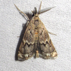 Prionapteryx indentella