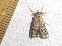 Prionapteryx indentella