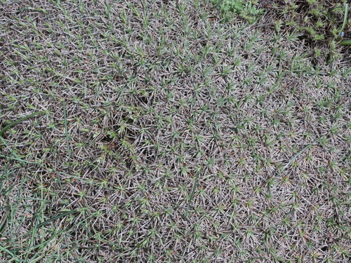 Acantholimon aegaeum (Acantholimon aegaeum)