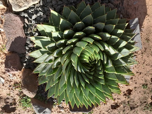 Foto de Babosa espiral