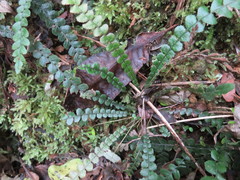 Blechnum membranaceum