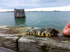 Sphoeroides maculatus