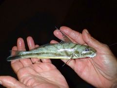 Menticirrhus saxatilis