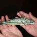 Northern Kingfish - Photo (c) pmk00001, some rights reserved (CC BY-NC), uploaded by pmk00001
