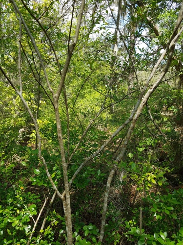 Viburnum obovatum