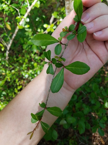 Viburnum obovatum