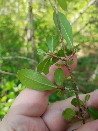 Viburnum obovatum