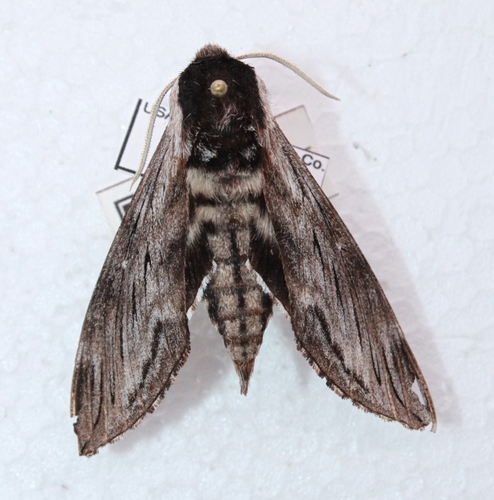 Northern Apple Sphinx photo 5