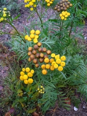 Tanacetum vulgare
