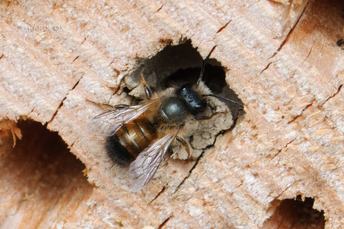 osmia hrdzavá (Osmia bicornis)
