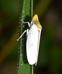 Image of Diestostemma blantoni