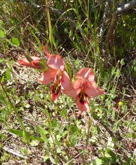 Gladiolus meliusculus