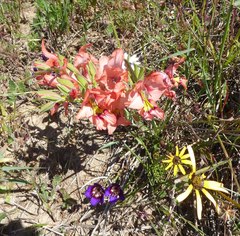 Gladiolus meliusculus