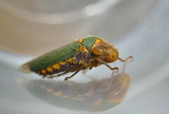 Oncometopia clarior image