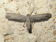 Glaucina interruptaria