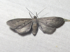 Glaucina interruptaria