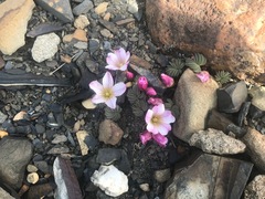 Oxalis loricata