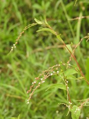 Persicaria pubescens