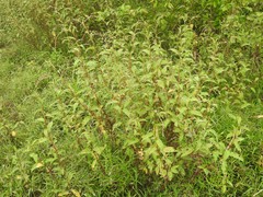 Persicaria pubescens