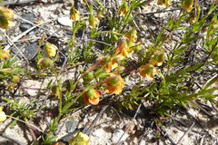 Hermannia pinnata