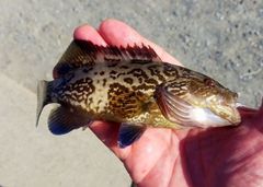 Mycteroperca microlepis