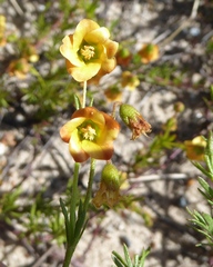 Hermannia pinnata