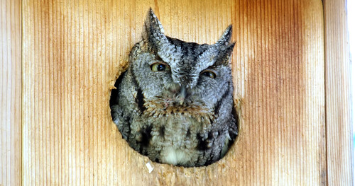 Eastern Screech-Owl, photo 8 of 8