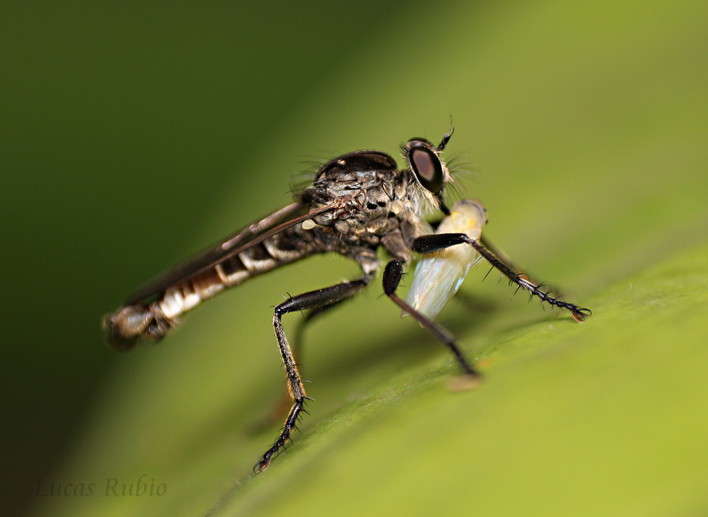 Eicherax